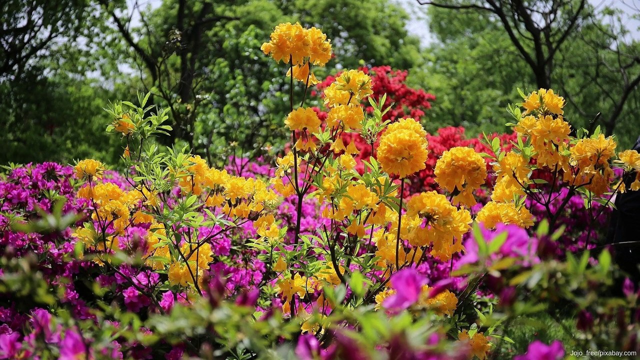 Najpiękniejsze kwitnące krzewy do ogrodu