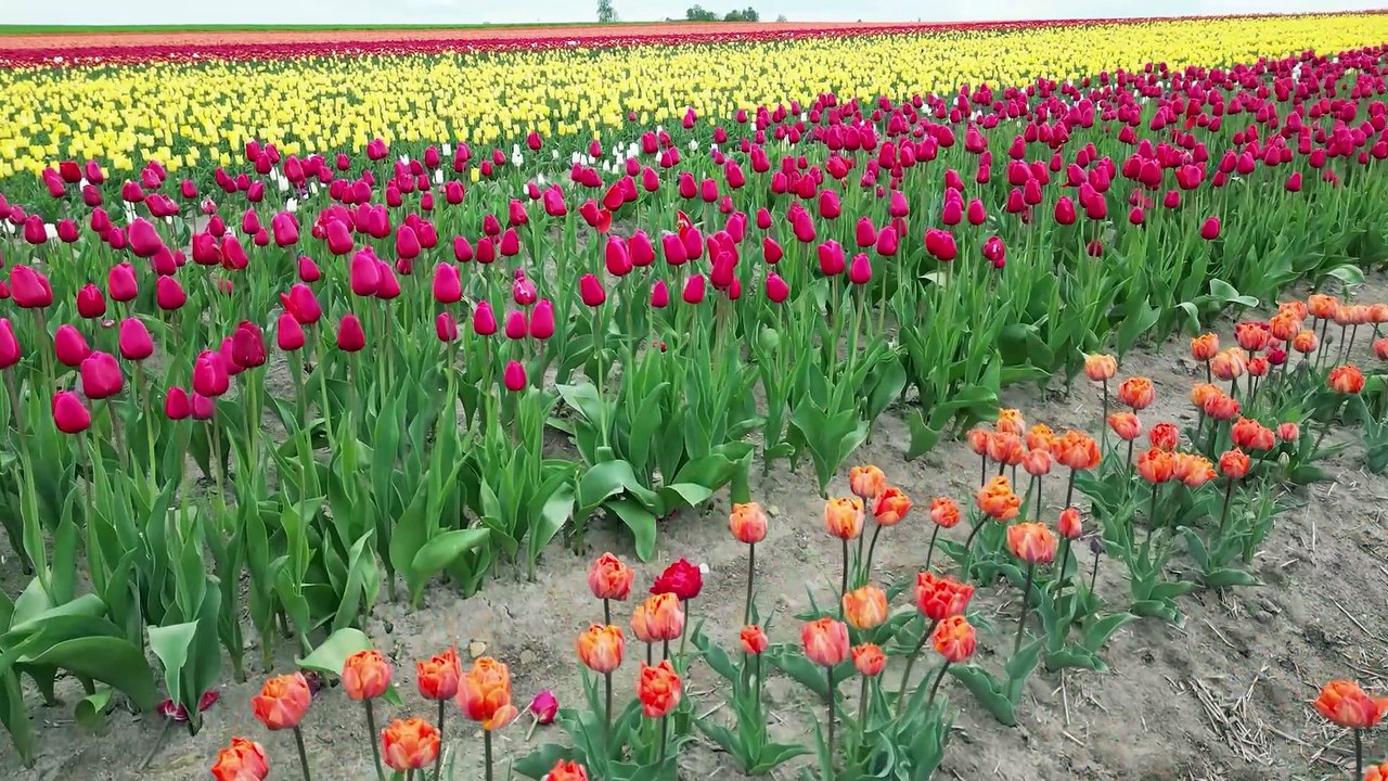 Holandia w Świętokrzyskiem? Sprawdź, co się dzieje! 🇳🇱