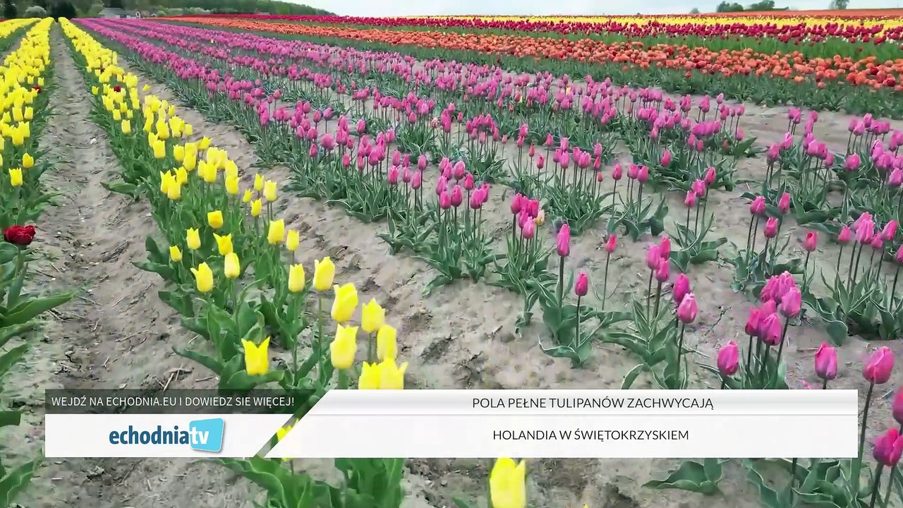 echodnia.eu Wiadomości 16.04