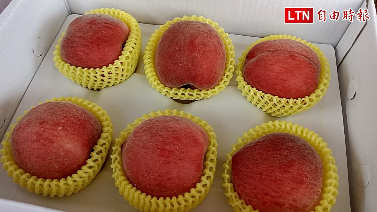 平地最早「紅鈴」水蜜桃評鑑 果農陸育麟奪冠