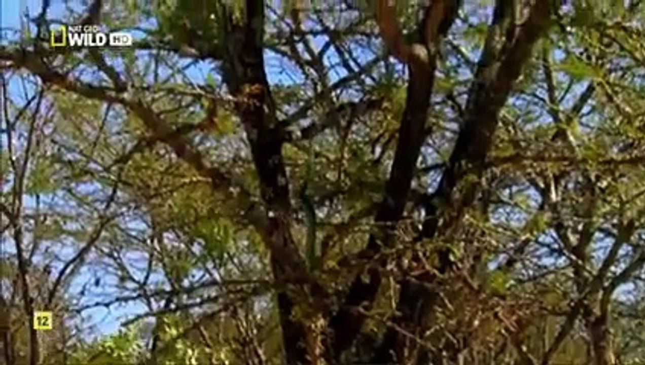 Las Serpientes Más Peligrosas del Mundo: Depredadoras Letales