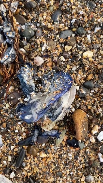 A number of 'By-the-wind-sailors' on Widemouth Bay