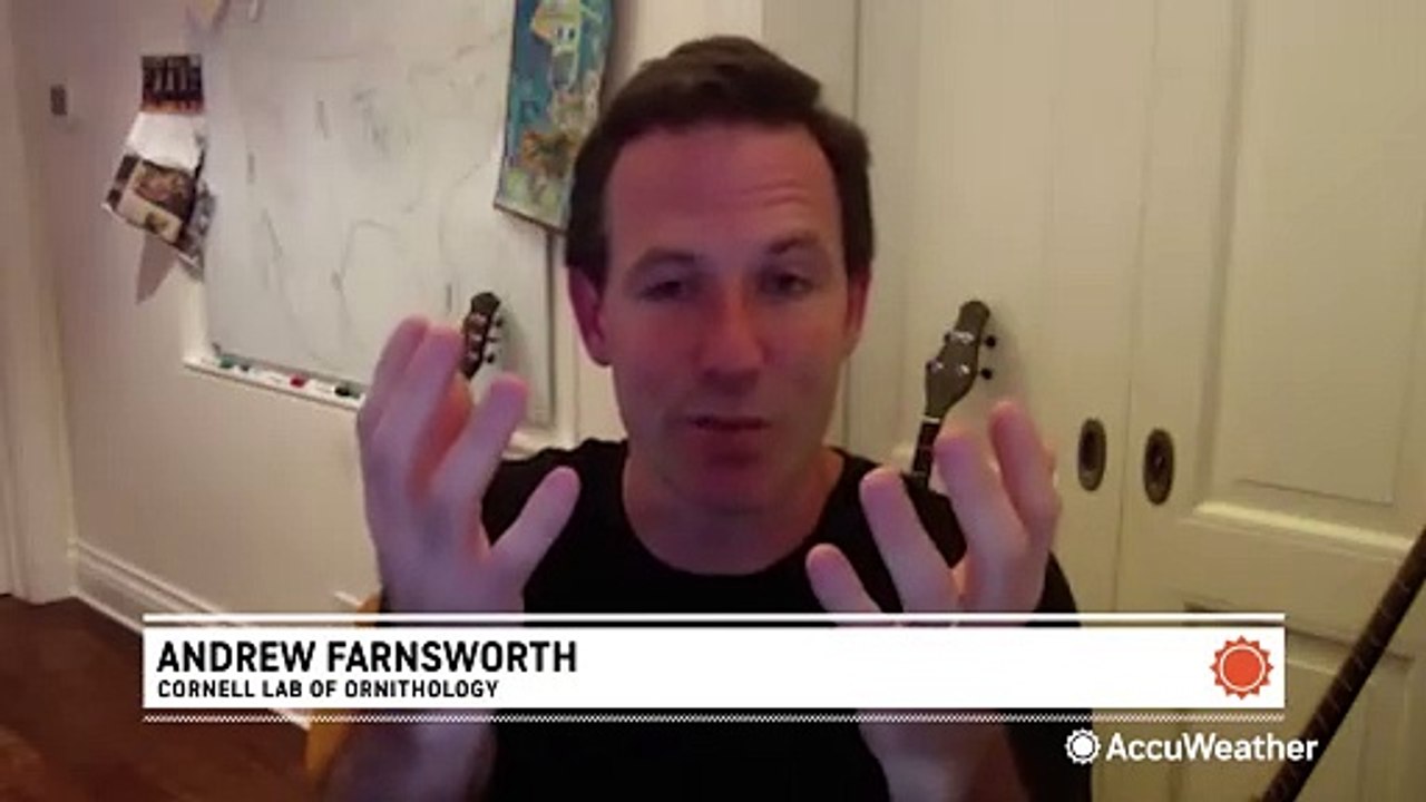 How bad weather makes for good birdwatching