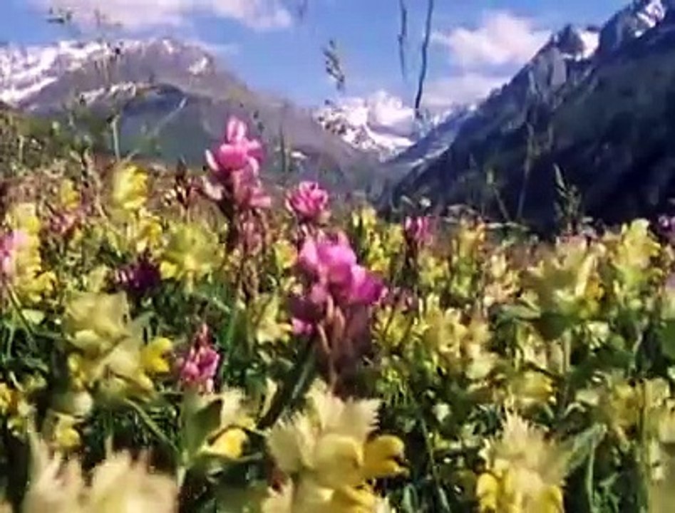 The Private Life of Plants - 06 - Surviving