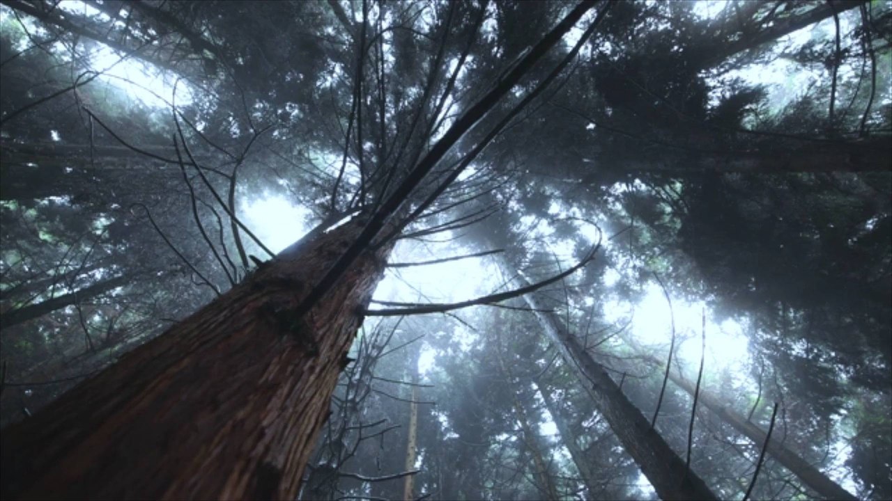 Tree Planting Tips for Arbor Day