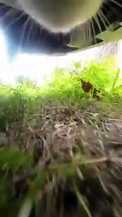 Course poursuite de chats #POV