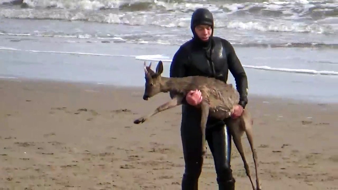 Paddleboarder saves deer from drowning in sea