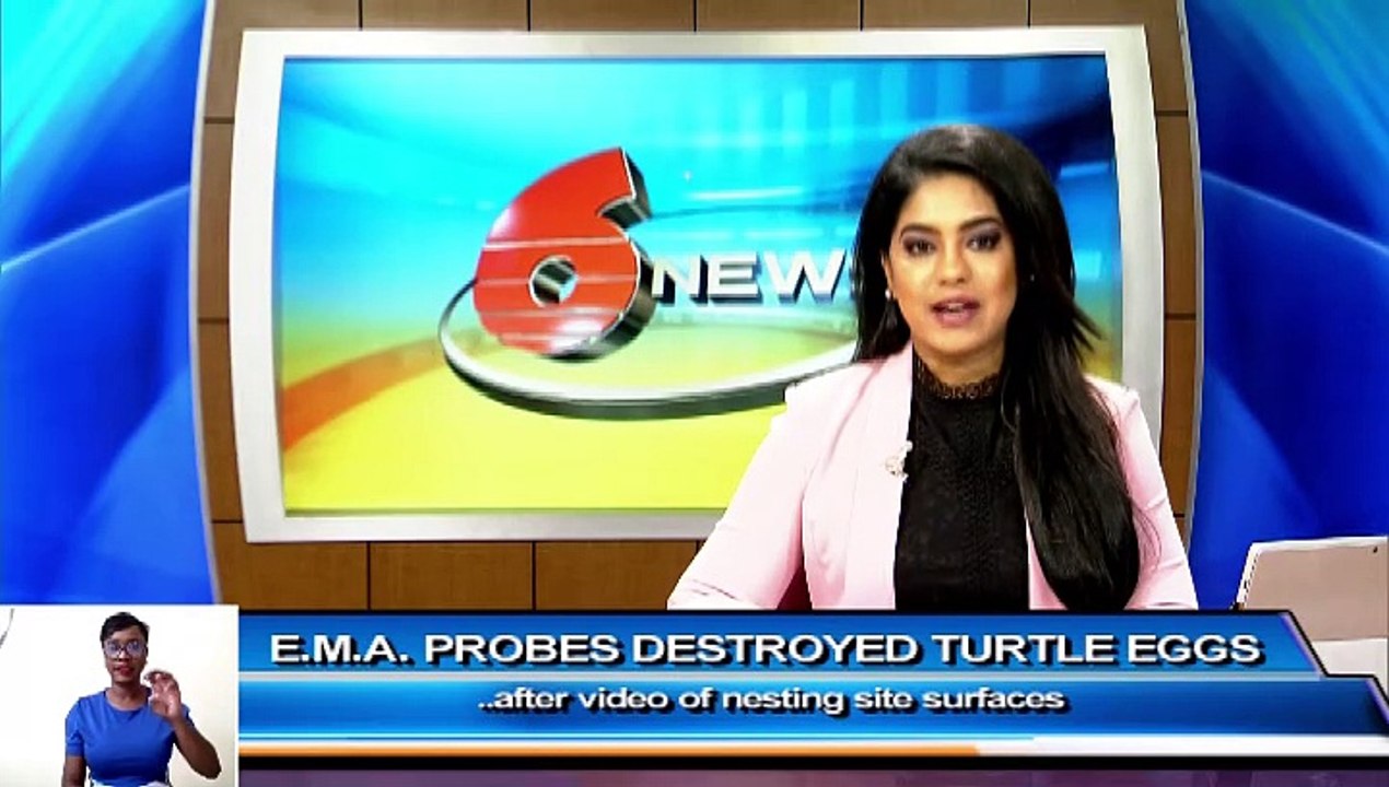 TURTLE EGGS DESTROYED