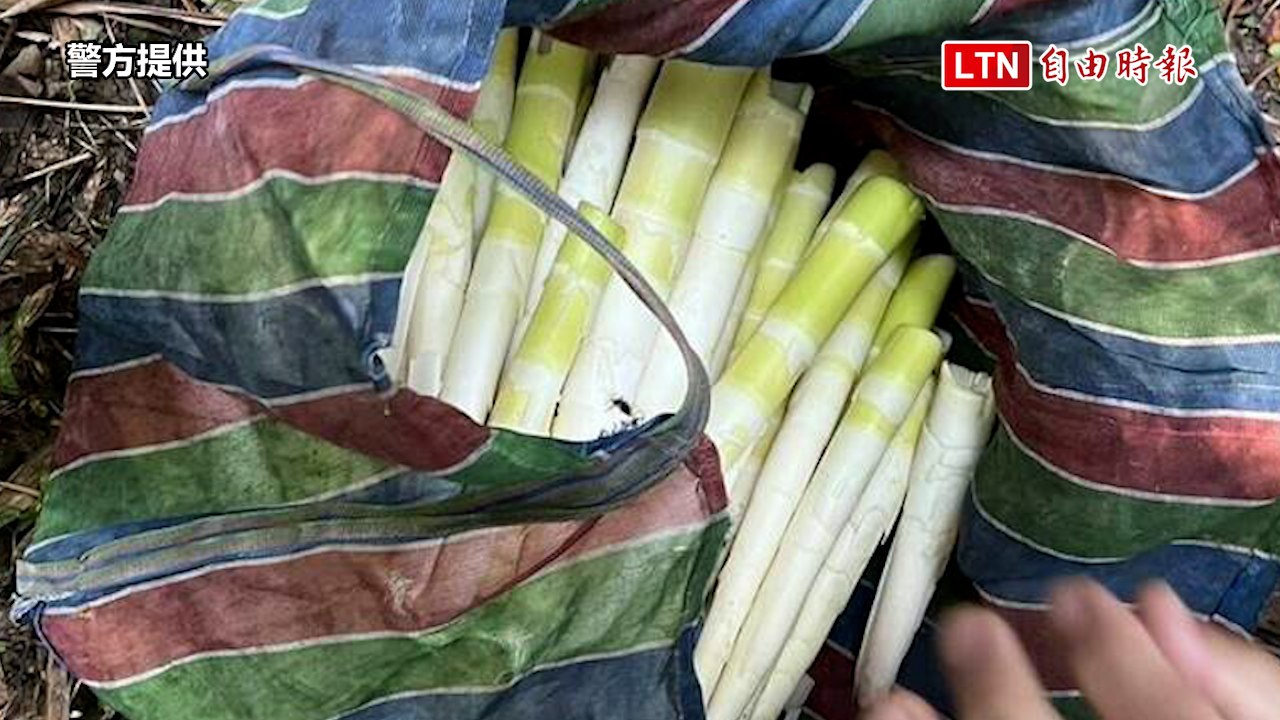「筍」人不利己！ 男順手採150元桂竹筍被送辦(警方提供)