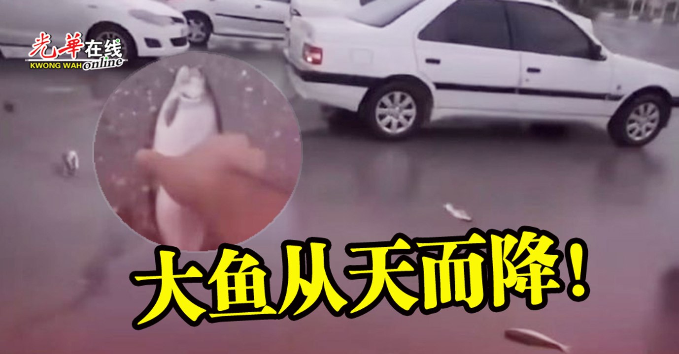 大鱼从天而降 是鱼雨？还是假视频？
