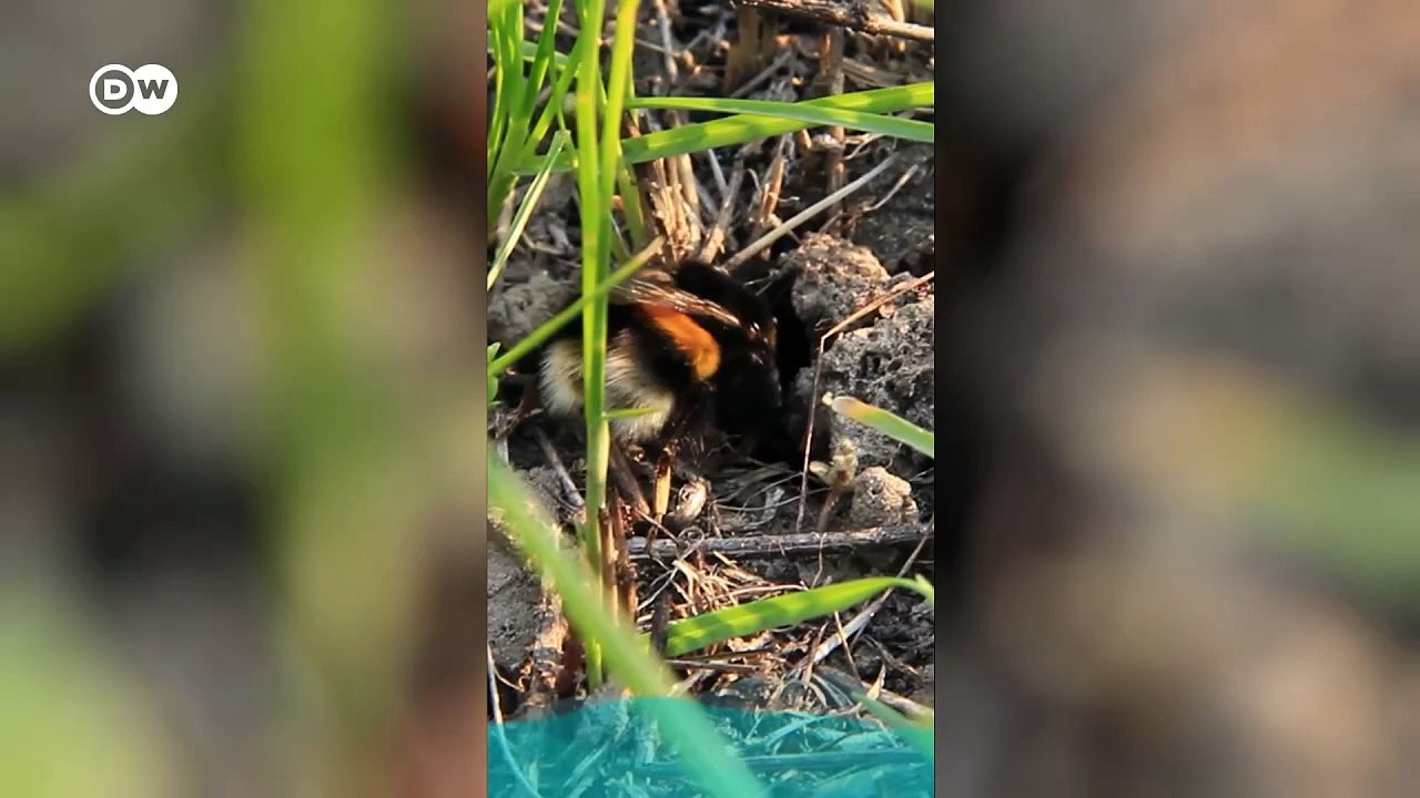 Hummelköniginnen im Winter: So überleben sie Kälte und Abtauchen ❄️