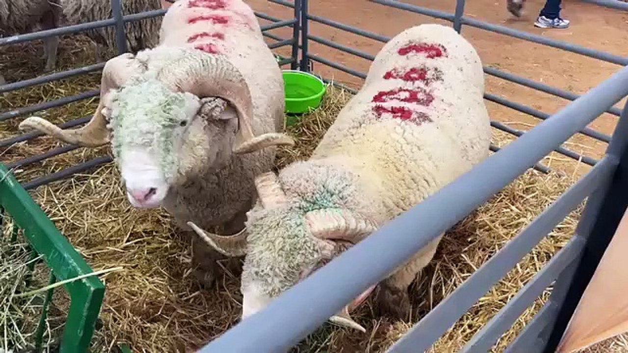 خروف العيد بالمغرب