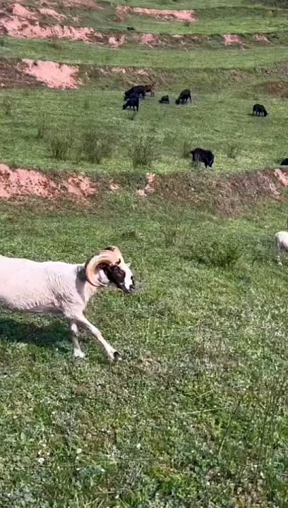 اللعب مع الخروف