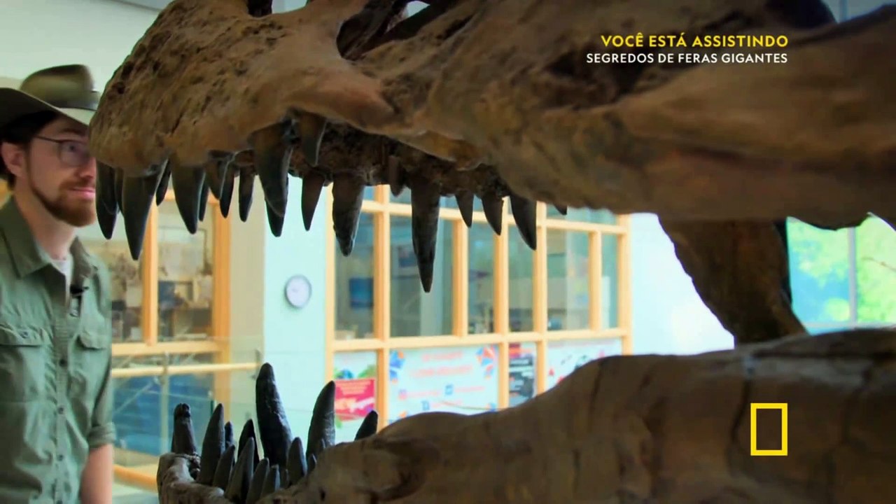 NATIONAL GEOGRAPHIC - SEGREDOS DE FERAS GIGANTES - SEGREDOS DO TREX MORTAL