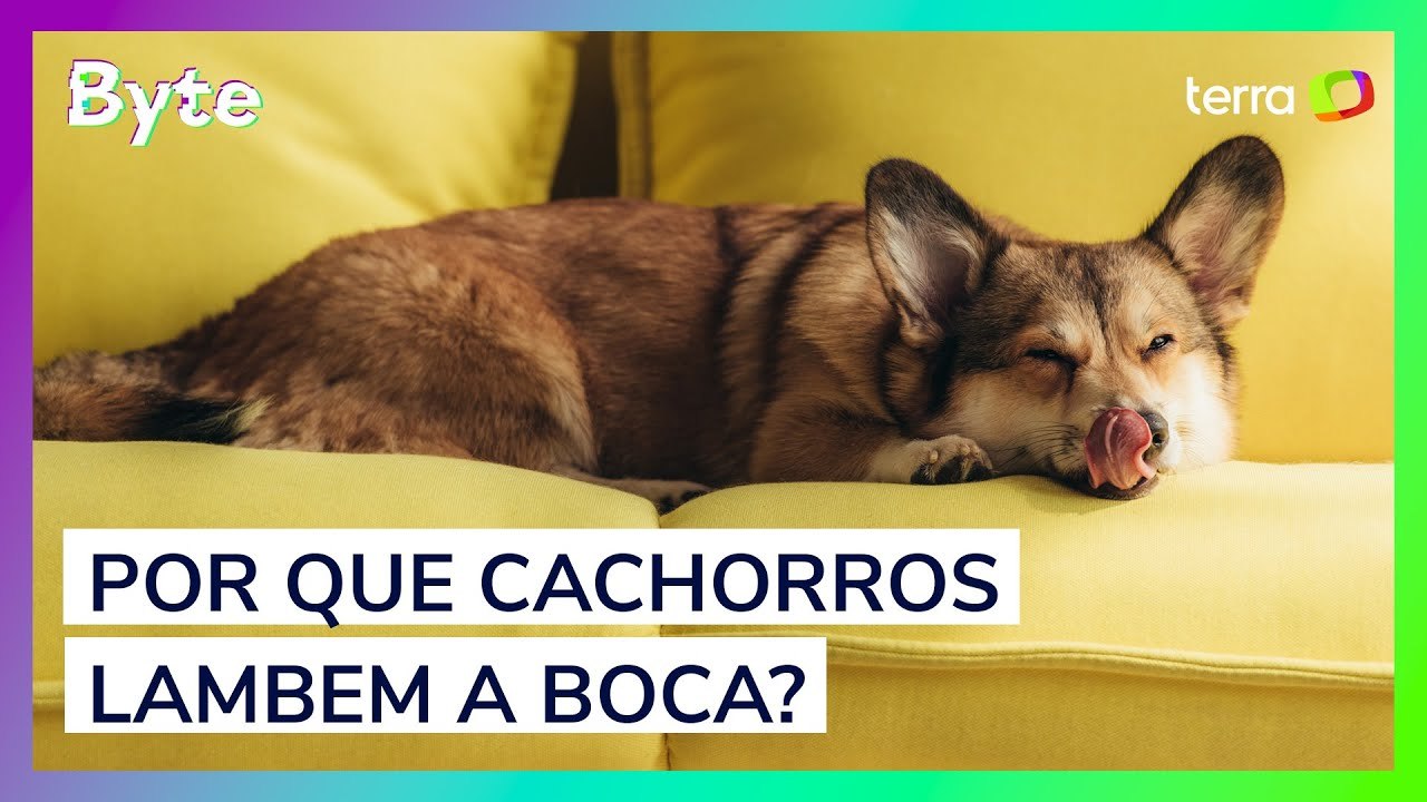 Cachorros lambem a boca por um motivo que você não imagina