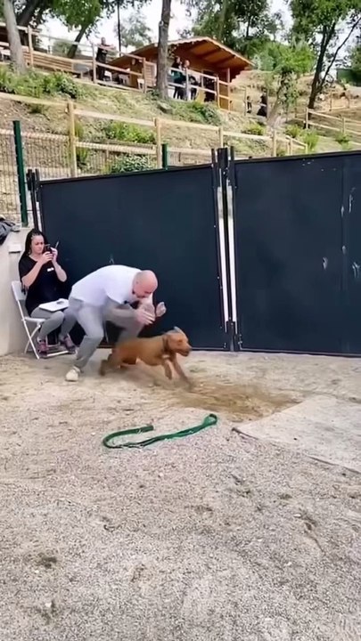 The difference between pet dogs and fighting dogs