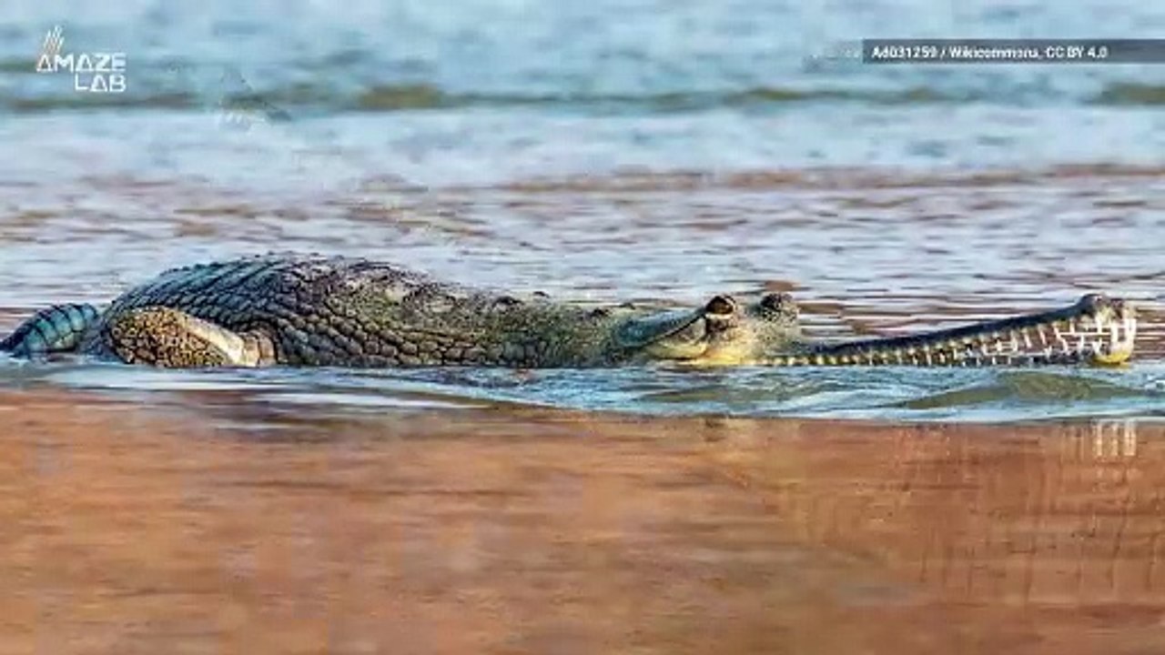 Can You Identify the Gender of Dinosaurs?