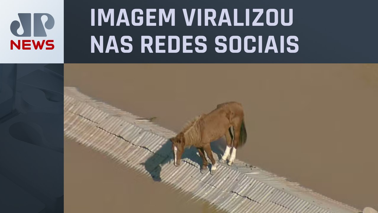 Força-tarefa resgata cavalo ilhado em telhado de casa no RS