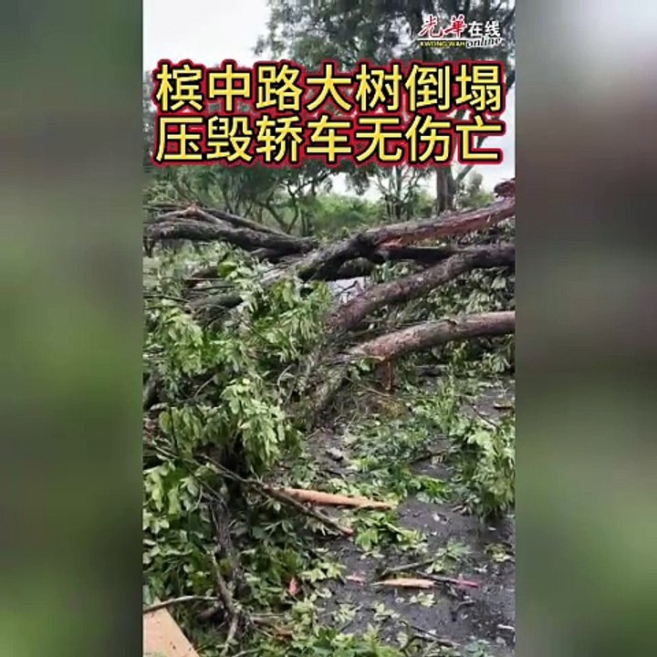 槟中路大树倒塌  轿车被砸无人伤亡