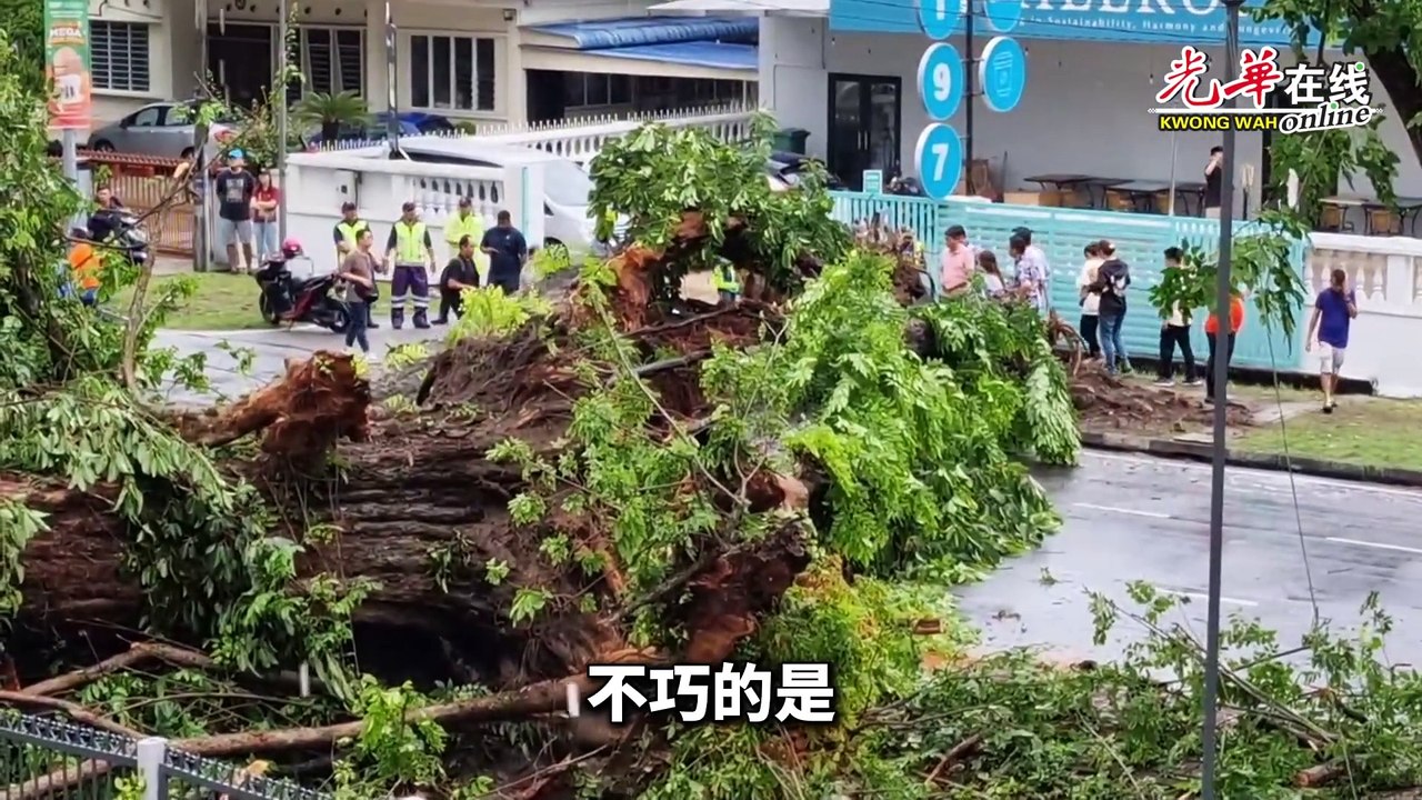 大树不堪暴风雨倒下 华妇及时刹车逃一劫