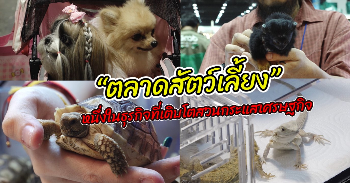 “ตลาดสัตว์เลี้ยง” หนึ่งในธุรกิจที่เติบโตสวนกระแสเศรษฐกิจ
