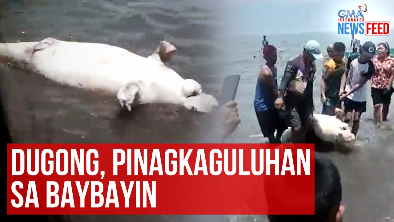 Dugong, pinagkaguluhan sa baybayin | GMA Integrated Newsfeed