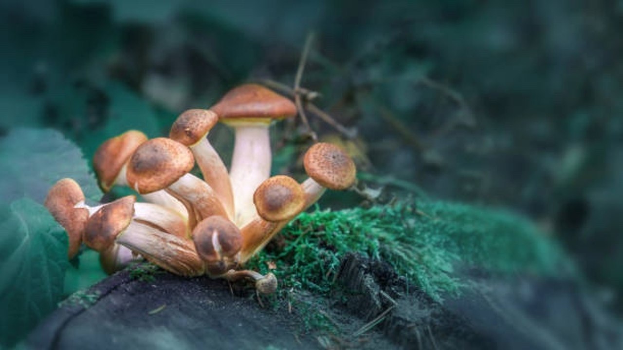 La Psilocibina Reduce La Depresión, La Ansiedad Y Otros Trastornos