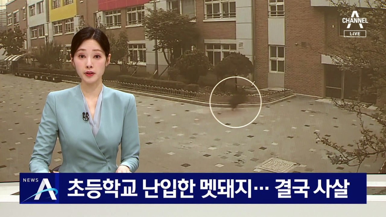 초등학교 난입한 멧돼지…결국 사살