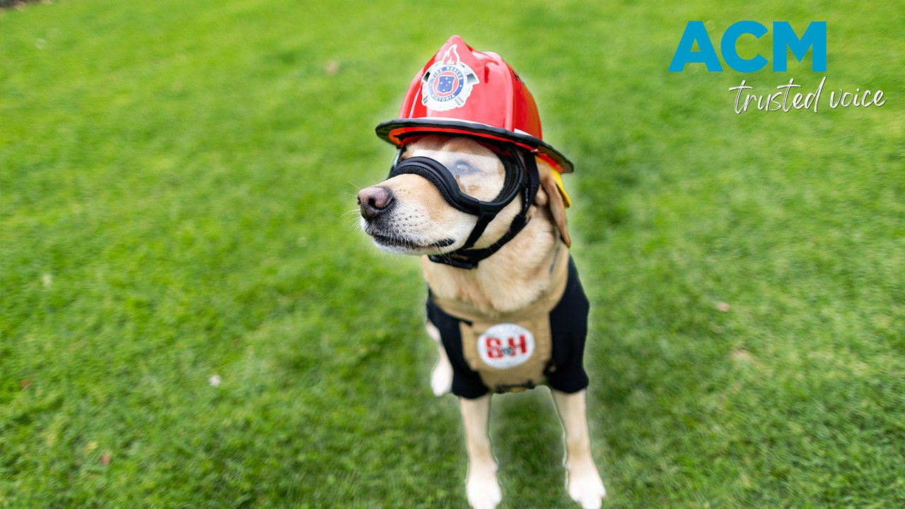 Meet Ember, the Crisis Response Dog!