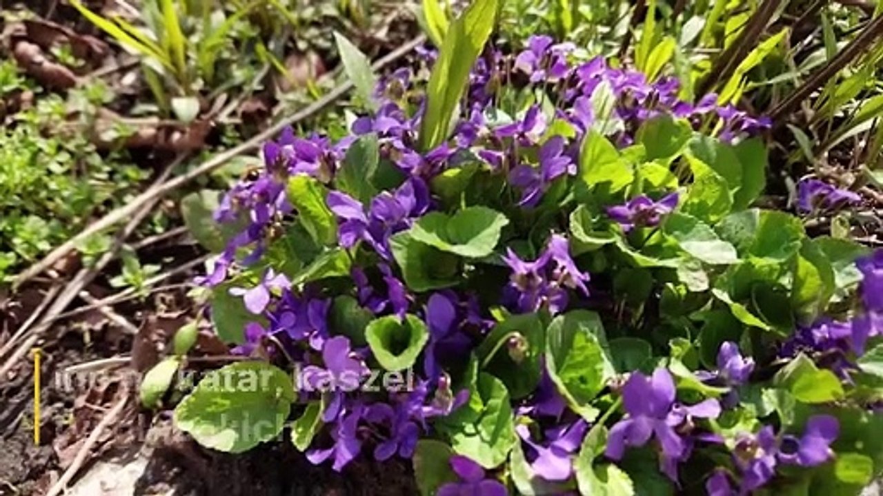 Co zbierać w maju? 🌸