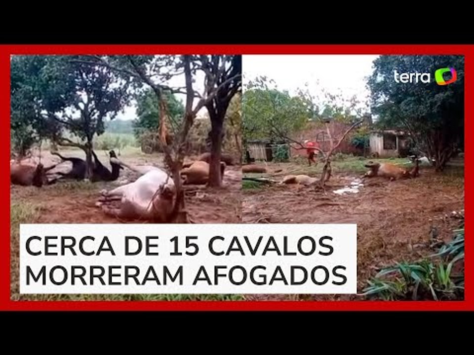 Vídeo mostra cavalos mortos que ficaram amarrados durante enchentes no RS