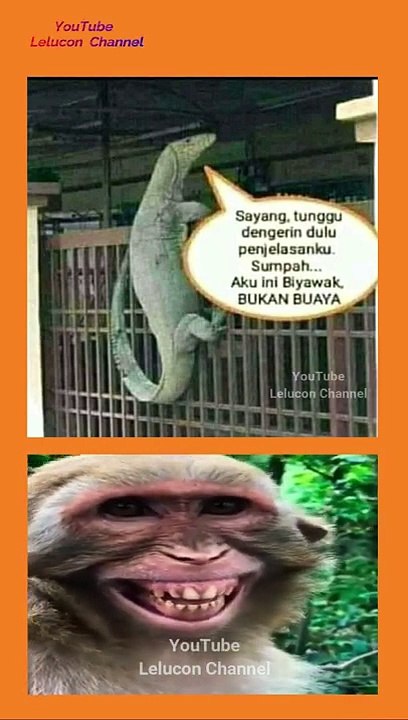 video lucu video viral meme lucu hewan lucu #shorts #hewanlucu #videolucu
