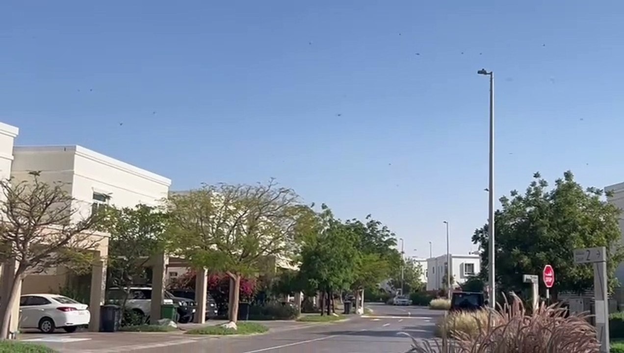 Dragonflies in UAE