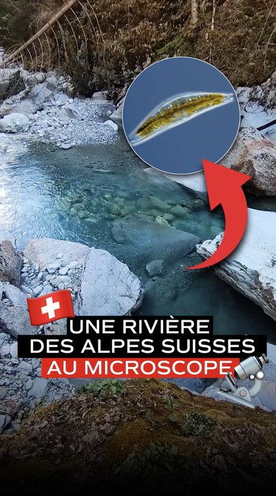Des créatures microscopiques dans une rivière en Suisse !