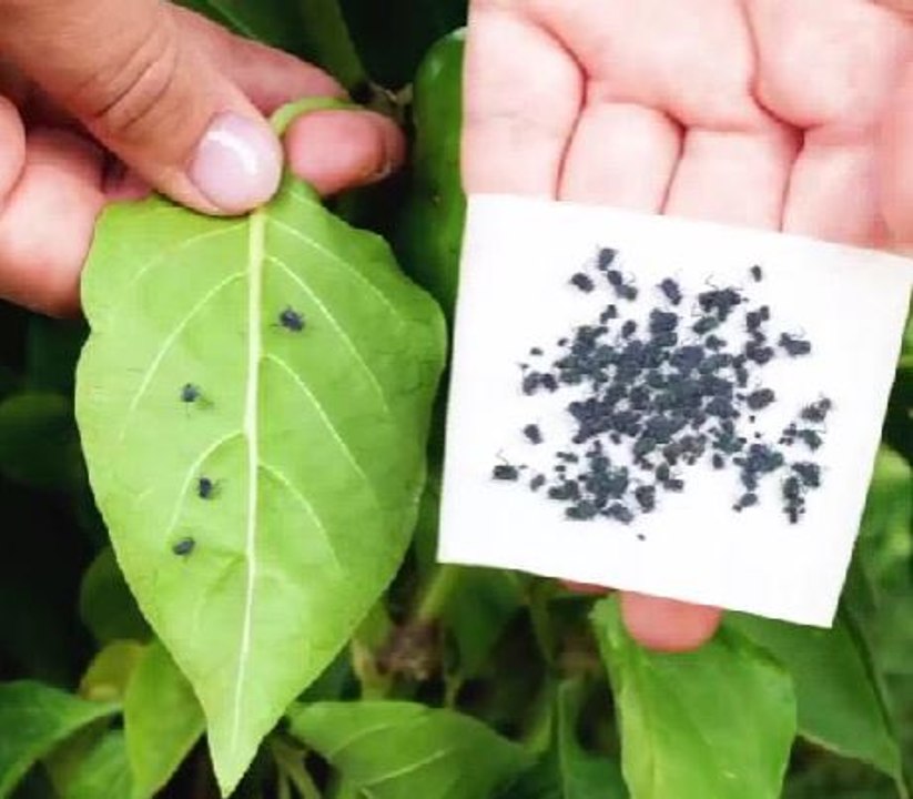 Pest-proof hacks to protect your garden!