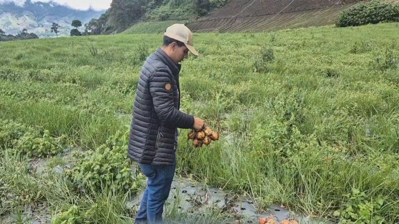 Precio de la cebolla podría aumentar