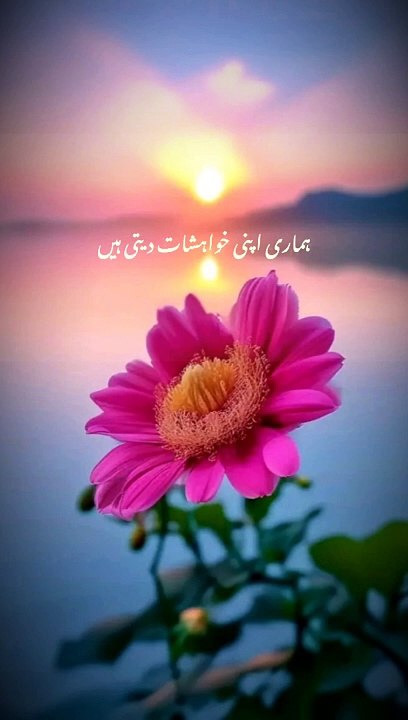 Discover the Wisdom of Islam: Educational Videos to Enlighten Your Mind 📚