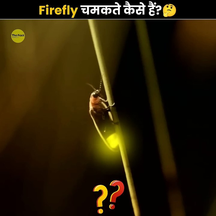 Firefly Glow: How Do They Shine? ✨