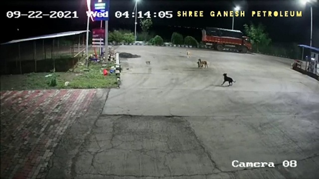 Lion attack dog,lion attack