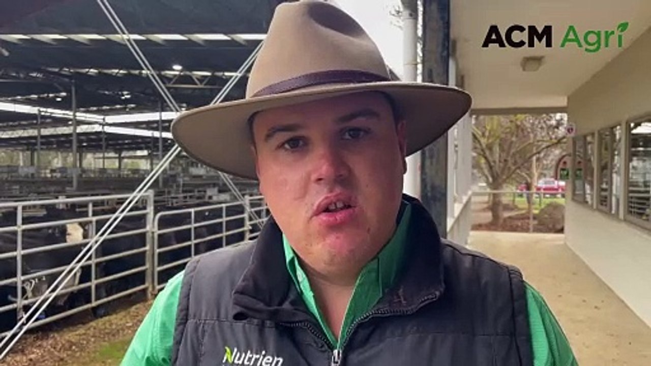 Yea spring-drop weaner sale | May 24, 2024 | Stock & Land