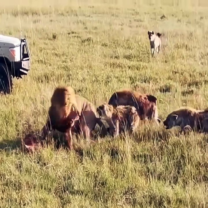 "Lion vs. Hyenas: Intense Wildlife Clash Caught on Camera!"