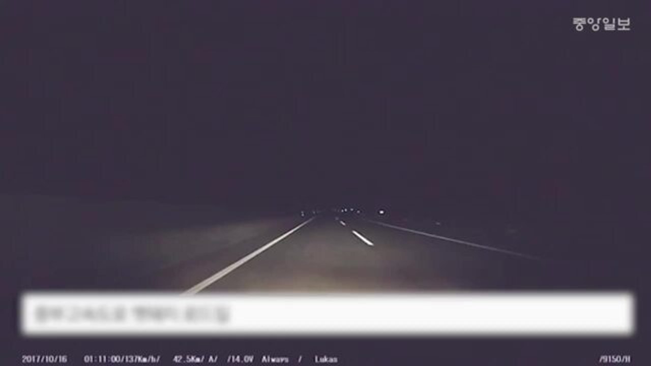 5~6월 로드킬 최다…운전중 야생동물 발견시 하면 안되는 행동