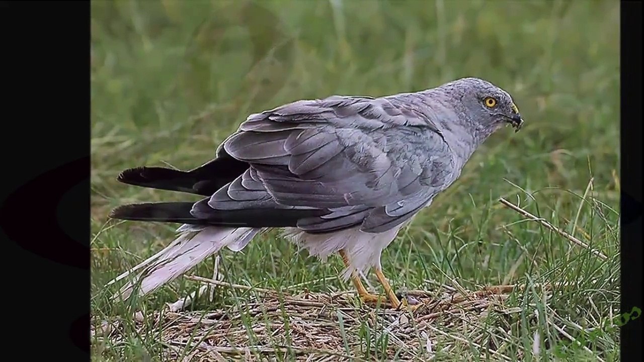 Canto del Aguilucho Pálido