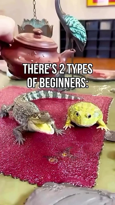 2 Beginners' Paths: Learner vs. Quitter 🚀