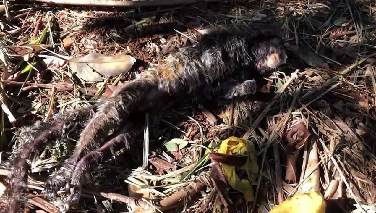 Macaquinho é encontrado morto na rua Veneza