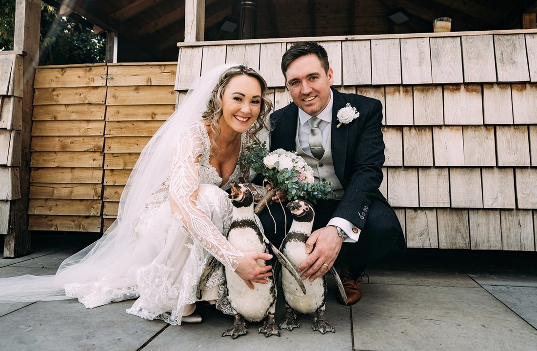 Groom surprises bride with penguin ring bearer
