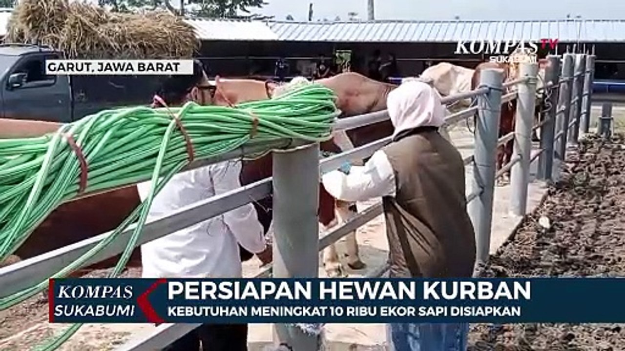 Kebutuhan Meningkat 10 Ribu Ekor Sapi Disiapkan