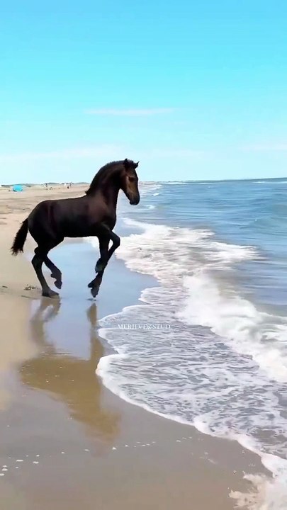 Understanding Freedom ✨