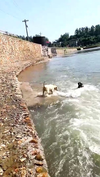 Help #help #animals #dogs