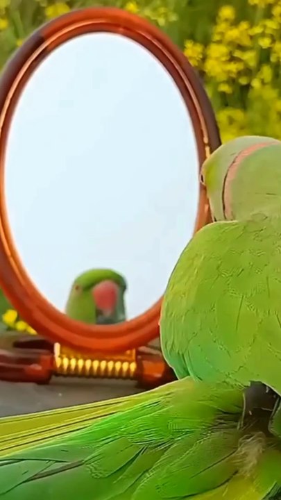 Talking parrots | Cute Talking